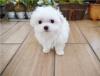 Puppies for sale Spain, Navarra Maltese