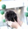 Puppies for sale Germany, Essen Pomeranian Spitz