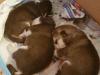 Puppies for sale Cyprus, Limassol Haski