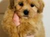 Puppies for sale Cyprus, Limassol , maltipoo