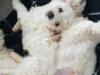 Puppies for sale Finland, Helsinki Bichon