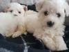 Puppies for sale Sweden, Malmo Bichon