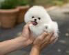 Puppies for sale Germany, Braunschweig Pomeranian Spitz