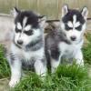 Puppies for sale Spain, Gijon , Siberian Husky