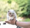 Puppies for sale Germany, Aachen Pomeranian Spitz