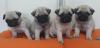 Puppies for sale Cyprus, Paphos Pug