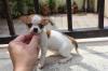 Puppies for sale Netherlands, Eindhoven Chihuahua