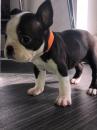 Puppies for sale Spain, Cordoba Boston Terrier