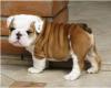 Puppies for sale Spain, Badalona English Bulldog