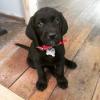 Puppies for sale Cyprus, Nicosia Labrador