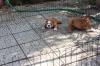 Puppies for sale Spain, Murcia English Bulldog