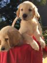 Puppies for sale Spain, Cadiz Labrador