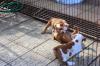 Puppies for sale Greece, Larissa English Bulldog