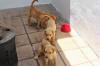 Puppies for sale Spain, Bilbao Labrador