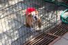 Puppies for sale Spain, Merida English Bulldog