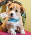 Puppies for sale Spain, Badajoz , corgi