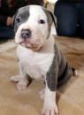 Puppies for sale Spain, Cadiz American Pit-Bull Terrier