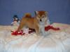 Puppies for sale Spain, Barcelona , sheba inu