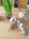 Puppies for sale Spain, Alicante Chihuahua