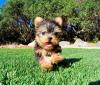 Puppies for sale Russia, Astrakhan Yorkshire Terrier