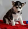 Puppies for sale Germany, Cottbus Haski