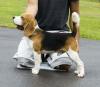Puppies for sale Spain, Barcelona Beagle