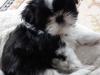 Puppies for sale Finland, Helsinki Shih Tzu