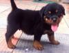Puppies for sale Spain, Murcia Rottweiler