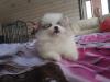 Puppies for sale France, Amiens Pomeranian Spitz