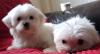 Puppies for sale France, Antibes Maltese