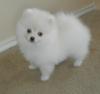 Puppies for sale Spain, Zaragoza Pomeranian Spitz