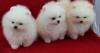 Puppies for sale Belarus, Maladzyechna Pomeranian Spitz