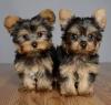Puppies for sale Spain, Guadalajara Yorkshire Terrier