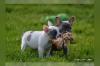 Puppies for sale France,  French Bulldog