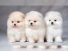 Puppies for sale Belarus, Pomeranian Spitz