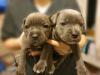 Puppies for sale Sweden, Stockholm Staffordshire Bull Terrier