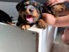 Puppies for sale Germany, Cottbus Rottweiler