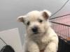 Puppies for sale Greece, Athens West Highland White Terrier