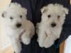 Puppies for sale Cyprus, Paphos West Highland White Terrier