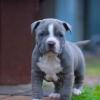 Puppies for sale Turkmenistan, Dashoguz American Pit-Bull Terrier