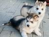 Puppies for sale Denmark, Aalborg Haski