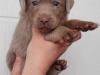 Puppies for sale Greece, Athens Labrador