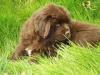 Puppies for sale Netherlands, Eindhoven Newfoundland