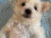 Puppies for sale Germany, Dusseldorf , maltipoo