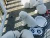 Puppies for sale Germany, Frankfurt an der Oder Samoyed dog (Samoyed)
