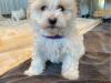 Puppies for sale Cyprus, Nicosia , maltipoo