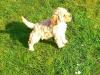 Puppies for sale Germany, Augsburg Miniature Poodle