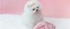 Puppies for sale Germany, Berlin Pomeranian Spitz