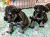 Puppies for sale Cyprus, Nicosia , Miniature Schnauzer