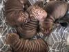 Puppies for sale Cyprus, Paphos Shar Pei